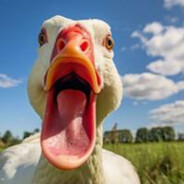 It_is_Decoy avatar
