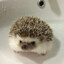 Hedgehog_♡