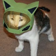 Halo Cat
