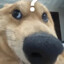 大黄狗