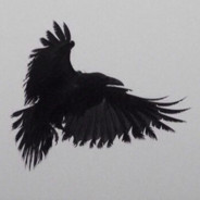 ^8RAVEN ^1(P^7L)