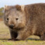 Wombat