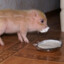 Micropig under surveilence