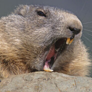 The Marmot