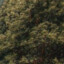 shmantana