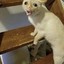 KitcatPattyWack