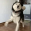 梓寒