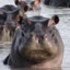 The Hippo