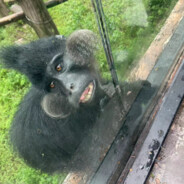 爱吃泡泡糖的腮帮子