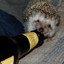 Stupid_Hedgehog