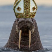 Pope Walrus