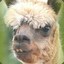 Alpaca