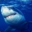 SharkAttack