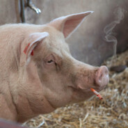 CigPig