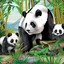 Pandas chefcases.com