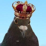 King&#039;o&#039;pigeon