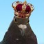 King&#039;o&#039;pigeon