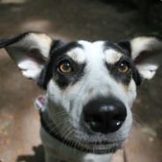 Frag-Hardy - steam id 76561197970968817
