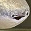 nemo
