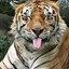 happytiger