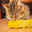 Kucing makan jagung