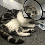 我觉得没什么好笑的