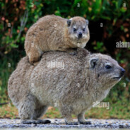 epic_hyrax00