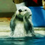 Otter