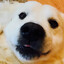 CrazyTuloPup