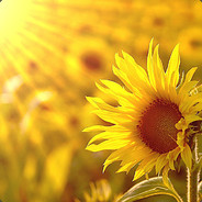 芒果多少钱一斤