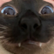 你这只卑贱的猪猡