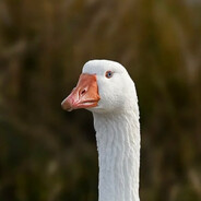 Хайзенберг