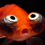 ЗолотаяРыбка