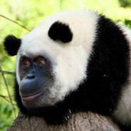 猩猩康和熊猫境