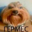 ГЕРМЕС