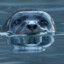 The Harbor Seal