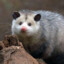 Opossum_Bea