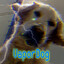 VaporDog