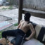 hakim