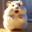 ₍ᐢ•ﻌ•ᐢ₎