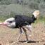 The Amazing Ostrich