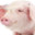 Tapak pig