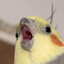 birb