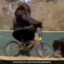 gorillaman