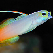 Goby