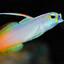 Goby