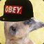 baner
