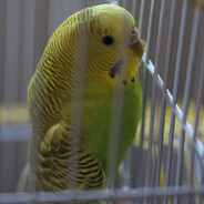 avatar angrybanana67