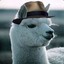 Mr Alpaca