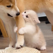 小妮小妮Niiiiiiiii